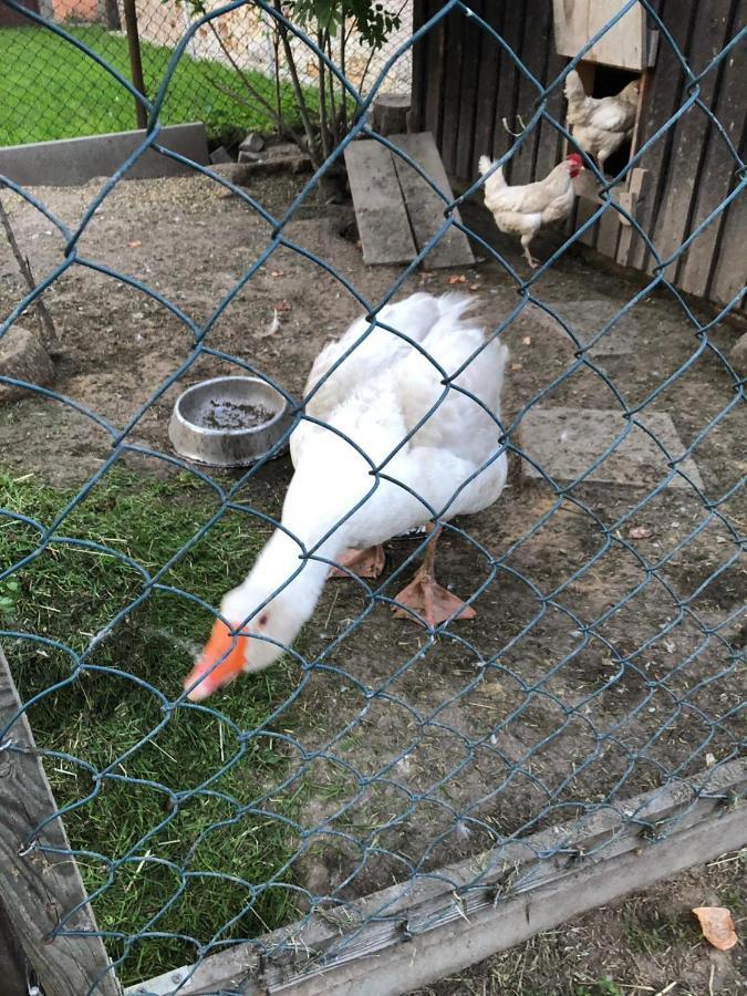 Ferienwohnung Gans Auguste Dohna Zewnętrze zdjęcie